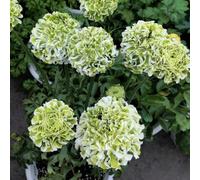 UOLKEZFM Mélange de renoncules - Renoncules résistantes à l'hiver et vivaces, pratiques pour les pots de jardin Idéal pour les espaces de plantation - 15 pièces - C