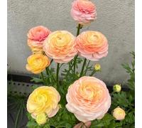 UOLKEZFM Mélange de renoncules vivaces - Résistant à l'hiver avec de puissants rhizomes 10 racines