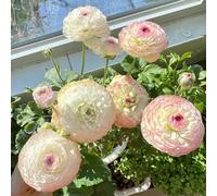 UOLKEZFM Mélange de renoncules vivaces - Résistant à l'hiver avec de puissants rhizomes 10 racines