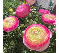 UOLKEZFM Mélange de renoncules vivaces - Résistant à l'hiver avec des rhizomes puissants -15 racine B