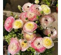 [UOLKEZFM] Mélange de renoncules vivaces - Résistant à l'hiver avec des rhizomes puissants - 25 racines