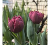 UOLKEZFM Mélange de tulipes avec rhizomes - Résistant à l'hiver et vivace, parfait pour le jardin et le pot - 10 pièces-E