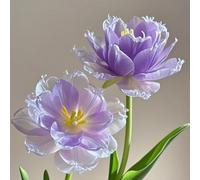 UOLKEZFM] Mélange de tulipes avec rhizomes - Résistant à l'hiver et vivace, parfait pour le jardin et le pot - 6 pièces - D