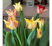 [UOLKEZFM] Mélange de tulipes rhizomes - Résistant à l'hiver et vivace, idéal pour les espaces de plantation - 4 tulipes tulipes tulipes - A