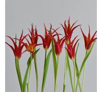[UOLKEZFM] Mélange de tulipes rhizomes - Résistant à l'hiver et vivace, idéal pour les espaces de plantation - 10 tulipes tulipes - E