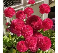 [UOLKEZFM] Renoncules résistantes à l'hiver - Mélange vivaces avec racines robustes Idéal pour les espaces de plantation - 15rhizome-C