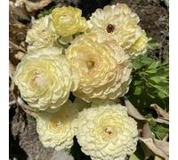 [UOLKEZFM] Renoncules résistantes à l'hiver - Mélange vivaces avec racines robustes Idéal pour les espaces de plantation - 10rhizome-D