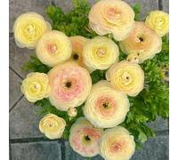 [UOLKEZFM] Renoncules résistantes à l'hiver - Mélange vivaces avec racines robustes Idéal pour les espaces de plantation - 25rhizome-E