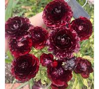 [UOLKEZFM] Renoncules résistantes à l'hiver - Mélange vivaces avec racines robustes Idéal pour les espaces de plantation - 5rhizome-A