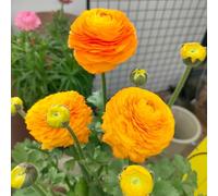 [UOLKEZFM] Renoncules résistantes à l'hiver - Mélange vivaces avec racines robustes Idéal pour les espaces de plantation - 10rhizome-B