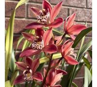 (UOLKEZFM) Rhizomes Cymbidium - haut de gamme, adapté au Cymbidium rustique pour une culture facile - 15 Cymbidium knolle-I