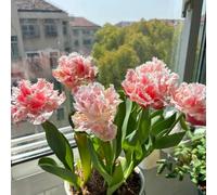 [UOLKEZFM] Rhizomes de tulipes rustiques - Mélange vivaces pour des photos de jardin colorées - 10 tulipes tulipes tulipes - E