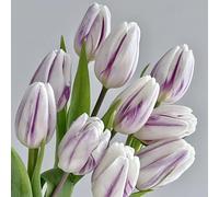 [UOLKEZFM] Rhizomes de tulipes rustiques - Mélange vivaces pour des photos de jardin colorées - 10 tulipes tulipes tulipes - C
