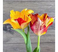 [UOLKEZFM] Rhizomes de tulipes rustiques - Mélange vivaces pour des photos de jardin colorées - 10 tulipes tulipes tulipes - B
