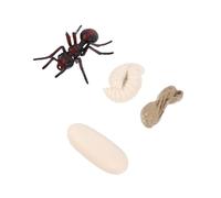 Uonlytech Modèle Cycle Croissance Fourmi Rouge Éducatif Insecte Garçon Fille Cognition Naturelle Réaliste PVC