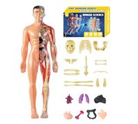 Uoqpty Modèle d'Anatomie Humaine 3D pour - Structure du Corps Humain - Jouet Éducatif STEM à Assembler pour Enseignants Élèves Parents École Maison Science Anatomie