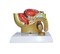 UPIKIT Modèle De L'appareil Reproducteur Urinaire De l'homme,Modèle Médical De L'appareil Reproducteur Urinaire De l'homme,Anatomie du Bassin avec Modèle des Organes Génitaux