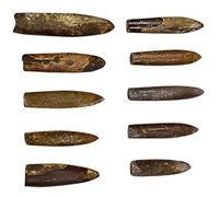 UPKOCH 10 Pièces Fossiles de Bélemnites Naturelles Spécimens Paléontologiques Décoratifs et Pédagogiques pour Enseignement Scientifique