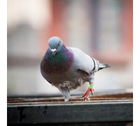 UPKOCH 100pièces Bagues Identification Numérotées pour Pigeons et Autres Volailles Bagues Colorées pour Élevage