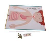 UPKOCH 4 Ensembles Kit Modélisme Système Digestif Modèle Anatomique Réaliste à Assembler Éducatif Science Expérimentale pour Apprentissage Interactif Garçon Fille et École