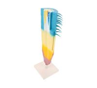 UPKOCH Modèle de Section Racine Longitudinale de Maïs Modèle Végétale Réaliste Outil Éducatif Portable pour Enseignement Biologie Étude et Expérimentation