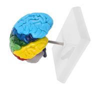 UPKOCH Modèle Pédagogique D'anatomie Humaine du Cerveau 1:1 en Pvc, Clairement Étiqueté et Facile à Nettoyer pour L'enseignement et L'affichage Scientifique