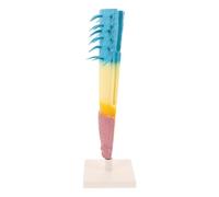 UPKOCH Modèle Racine Maïs Structure Racinaire Réaliste Outil Pédagogique Portable pour Études Biologie Botanique Expériences Scientifiques et Cours
