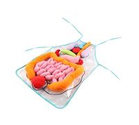UPKOCH Tablier des Organes Internes Corps Humain Éducatif Cognitif pour Garçon Fille Outil Enseignement Précoce Apprentissage des Anatomies