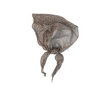 Uqezagpa Foulard tendance en polyester avec motif floral délicat - Bandana multifonction - Vêtement saisonnier - Foulard imprimé floral, Gris kaki., Taille unique