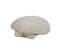 Uqezagpa Grands coquillages blancs pour peinture et décoration de mariage sur la plage, coquillages blancs naturels 3-5