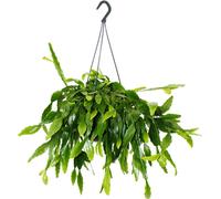 Urban Jungle Elegance - Ambre de cactus moderne avec une superbe structure de feuilles - Rhipsalis crispata - 15cm