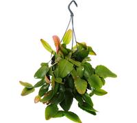 Urban Jungle Elegance - Ambre de cactus moderne avec une superbe structure de feuilles - Rhipsalis pachyptera rubra - 15cm