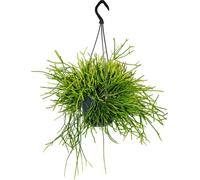 Urban Jungle Elegance - Ambre de cactus moderne avec une superbe structure de feuilles - Rhipsalis pulchra - 15cm