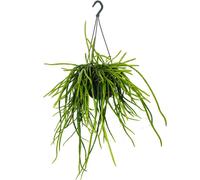 Urban Jungle Elegance - Ambre de cactus moderne avec une superbe structure de feuilles - Selenicereus wercklei - 15cm