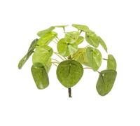 urbanjngl.com - Pilea Mini Bush 13cm