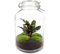 Urbanjngl Jardin de Bouteille - Calathéa - 28 cm