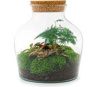 Urbanjngl Jardin de bouteilles Little Joe - 21.5 cm
