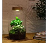 Urbanjngl Jardin de bouteilles Milky Coffea Avec Lampe - 31 cm