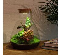 Urbanjngl Jardin de bouteilles Sam Calathéa avec lampe - 30 cm