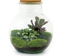 Urbanjngl Jardin de bouteilles Teddy - 26.5 cm