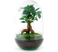 Flaschengarten - Terrarium végétal - Egg XL Bonsaï - Œuf en verre écosystème - ↑ 30 cm - urbanjngl