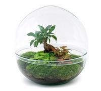 Urbanjngl Jardin en bouteille Ficus Ginseng Bonsai - 30 cm