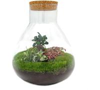 Urbanjngl Jardin en bouteille Sam XL Bonsai - 35 cm