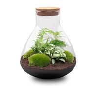 urbanjngl Terrarium végétal - Sam XL - Ecosystème végétal -↑35 cm - Jardin en Bouteille - Bricolage - Kit de Bricolage - Ensemble Complet de Terrarium - Mini écosystème avec Plantes en Bouteille