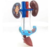 Urinary System Model genitourinary System Model Female Kidney Anatomy Mold Bladder Ureter Structure Construction Three-Dimensional Teaching 4 Parts Kidney Ureter Uterus and accessorie (Woman)