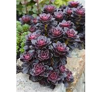 Usine Diamond Painting Adulte, Violet Diamond Painting, DIY Round Rhinestone Crystal Point de Croix complet kit, 5D Mosaic Art Kit Pour Enfant et débutants, Murale Décoration Maison 90x120cm 0U-84