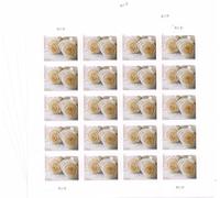 USPS Forever Stamps Wedding Roses (5 x Sheets of 20 = 100 Stamps) by USPS