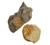 UTHCLO 2 pièces Fossile Trilobite Queue de Ver Modèle Éducatif Scientifique pour Garçon Fille et Enseignement Paléontologie Collection Archéologie