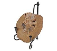 UTHCLO Décorations en ammonite pour collectionneurs et table décorative, spécimen escargot à sept couleurs avec matériau fossile
