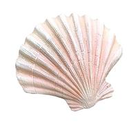 UTTDP Coquillages naturels: décoration de Mariage sur la Plage, Accessoires for Aquarium, Bricolage côtier et Fournitures de fête sur Le thème de l'océan(A)